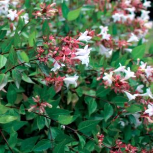 ABELIAS  GRANDIFLORA 40cm
