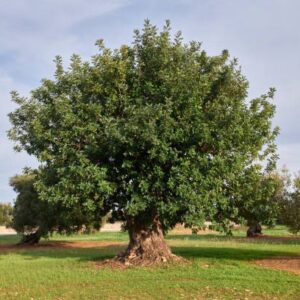 ALGARROBO EUROPEO - CERATONIA SILIQUA  2,00
