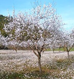 ALMENDRO NON PAREIL- PRUNUS DULCIS VAR. NON PAREIL1,80