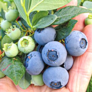 ARANDANOS O´NEAL 1,00