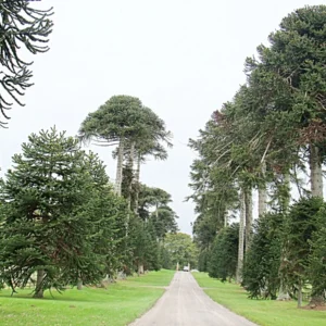 ARAUCARIA CHILENA - ARAUCANA 0,40