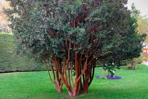 ARRAYAN - LUMA APICULATA  0,70 A 1,00M