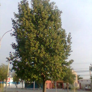 BELLOTO DEL NORTE - BEILSCHMIEDIA MIERSII 0,80 A 1,00