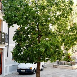 BRACHICHITO - BRACHYCHITON POPULNEUS 1,50 A 1,70