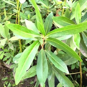 CANELO - DRIMYS WINTERI 1,40 A 1,60