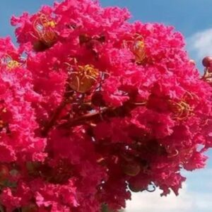 CRESPONES - ARBOL DE JUPITER 1.20 a 1,50