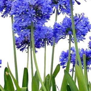 AGAPANTO- AGAPANTHUS AFRICANUS 30 a 40 cm