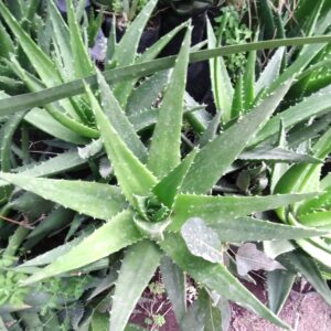 ALOE SAPONARIA - ALOE MACULATA