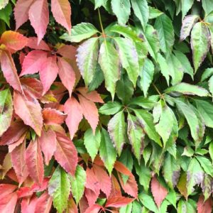 AMPELOPSIS TRICUSPIDATA