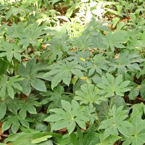 ARALIA JAPONICA – FATSIA JAPONICA