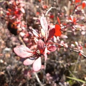 BERBERIS ROJO - BERBERIS THUNBERGII ATROPURPUREA