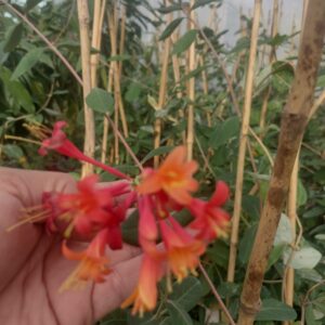 BIGNONIA NARANJA- PIROSTEGIA VENUSTA