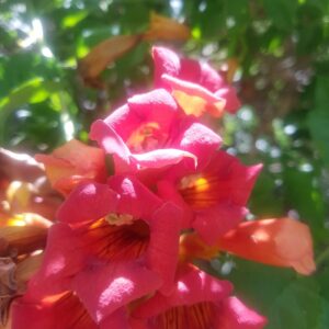 BIGNONIA ROJA - CAMPSIS RADICANS