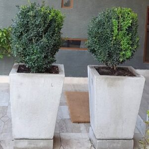 BOJ  BOLA - BUXUS SEMPERVIRENS