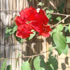 BUGANBILIA - BUGANVILLA