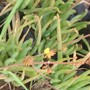 BULBINES - BULBINE FRUTESCENS