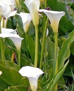CALA BLANCA - ZANTEDESCHIA AETHIOPICA