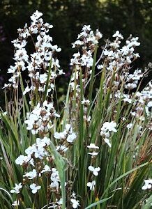 CALLE CALLE - LIBERTIA CHILENSIS