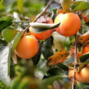 CAQUI HACHIYA 0,50 A 0,80