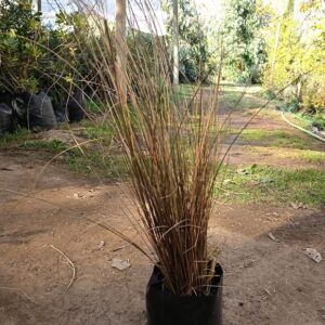 CAREX BRONCE - CAREX COMANS BRONZE