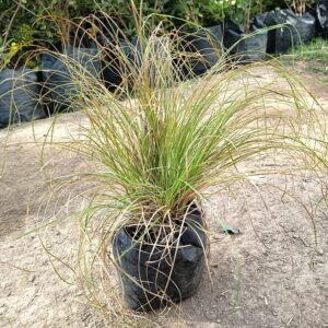 CAREX FLAGELLIFERA - CAREX FLAGELLIFERA