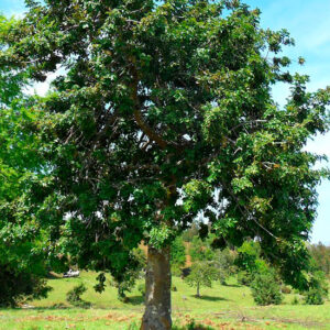 CASTAÑO MARRON DORE 1,60