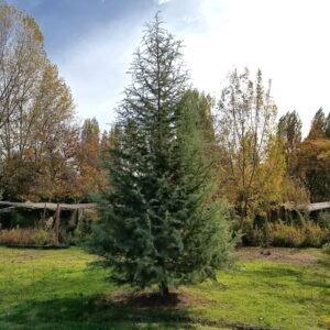 CEDRO DEL LIBANO - CEDRUS LIBANI   1,60