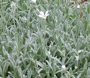 CERASTIUM TOMENTOSUM