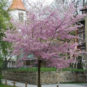 CEREZO DE FLOR - PRUNUS SUBHIRTELLA  1,60 A 1,80