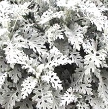 CINERARIAS MARITIMAS - SENECIO CINERARIA