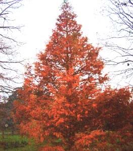 CIPRES CALVO - TAXODIUM DISTICHUM 1,50 A 1,80