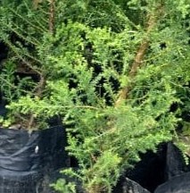 CIPRES MACROCARPA 0,20 A 0,30