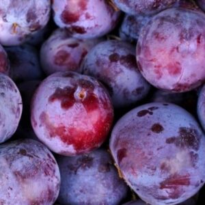 CIRUELO D´AGEN 1,60