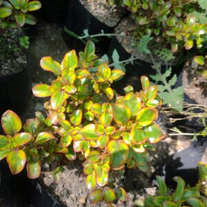 COPROSMA CHOCOLATE - COPROSMA SPP - KARO RED40 A 70 cm