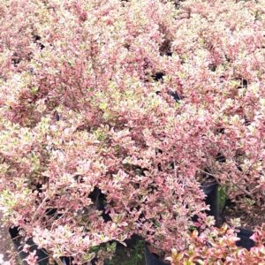 COPROSMA TEQUILA - COPROSMA KIRKI- TEQUILA SUNRISE 40 A 70 cm