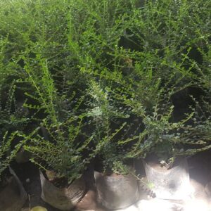 COTONEASTER HORIZONTAL - COTONEASTER HORIZONTALIS