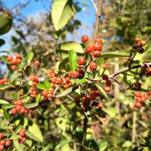 CRATEGUS 0,20 A 0,30