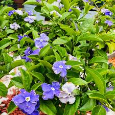 DIAMELOS - BRUNFELSIA AUSTRALIS 0,30