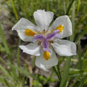 DIETES GRANDIFLORA