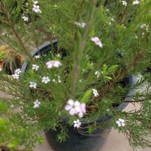 DIOSMAS ARBUSTIVA - DIOSMA ERICOIDES
