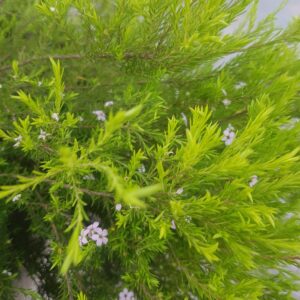 DIOSMAS PULCHELLA - COLEONEMA LIMON