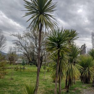 DRACENAS VERDE - CORDYLINE AUSTRALIS  1,00
