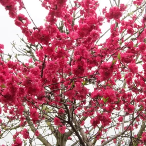 DURAZNO DE FLOR - PRUNUS  PERSICA  1,80