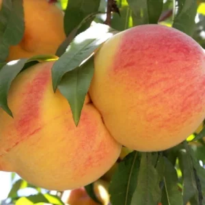 DURAZNO PHILLIPS CLING O FORTUNA (CONSERVERO) 1,60