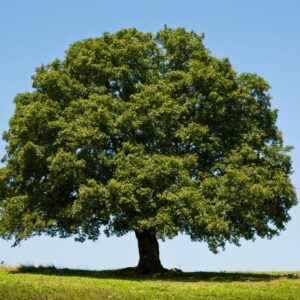 ENCINO - QUERCUS  ROBUR 2,00 - 2,50