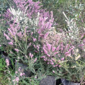 ERICA DE INVIERNO- ERICA CARNEA 0,20