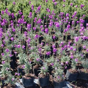 ERYSIMO - ERYSIMUM LINIFOLIUM 30 CM