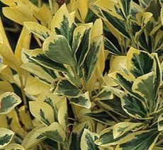 EVONIMO ARGENTEA -EVONYMUS JAPONICUS VAR 50 A 1,20M