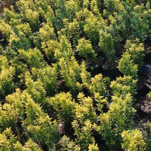 EVONIMO ENANO PUNTA AMARILLA - EUONYMUS MYCROPHILLA AUREA  20 A 30 CM
