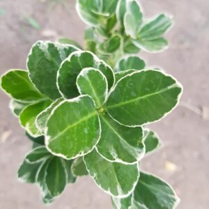 EVONIMO FORTUNEII - EUONYMUS FORTUNEI 50 A 1,20M